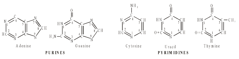 Structures of Nucleotides
